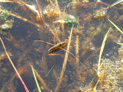 Limnoporus notabilis