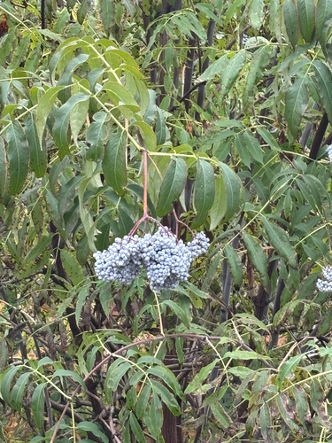 blue elder