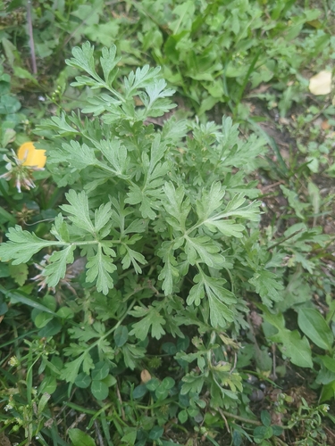 absinthe wormwood
