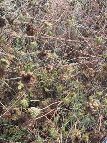wild carrot