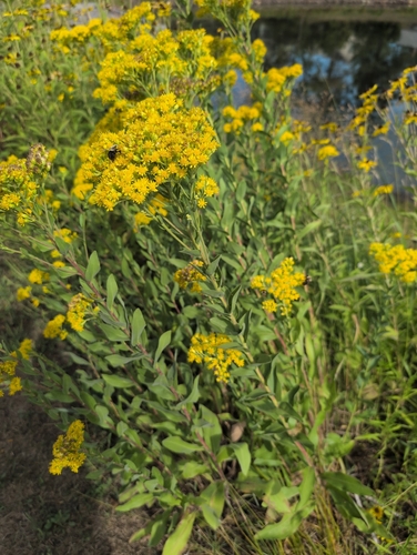 stiff-leaved goldenrod