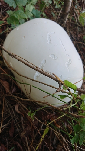 giant puffball