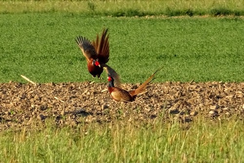 Faisán vulgar (Phasianus colchicus)