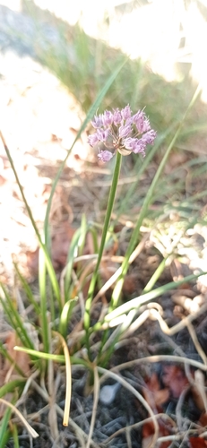 German Garlic