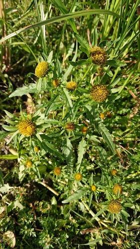 Greater Bur-marigold