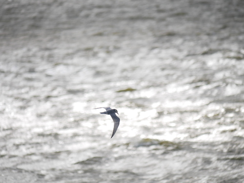 iNaturalist image