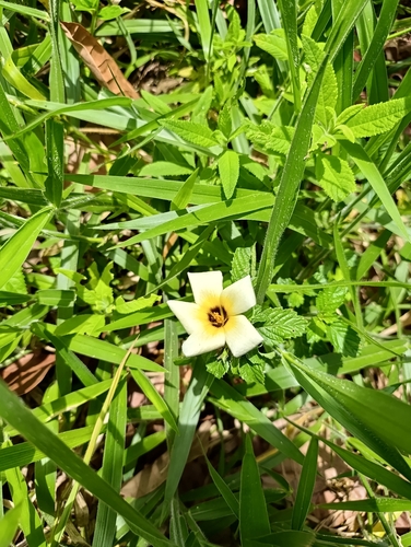 Cuban Buttercup