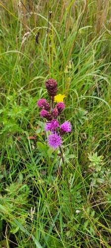 Rocky Mountain blazing star