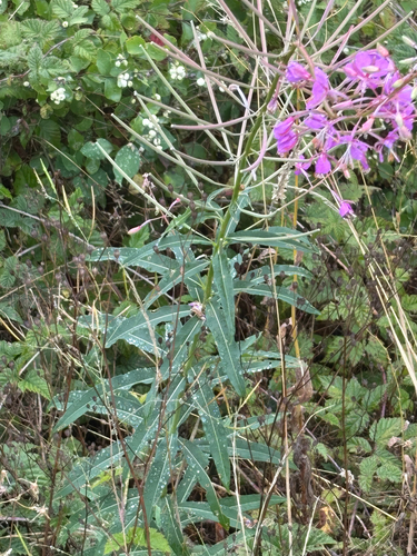 fireweed