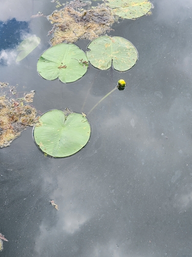 Nuphar advena, photograph 3