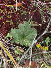 (c) Andreas Schneider, some rights reserved (CC BY) Rubus chamaemorus, photograph (c) Andreas Schneider, some rights reserved (CC BY)