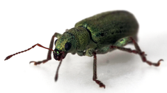 Pachyrhinus lethierryi