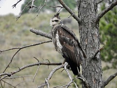 Buteogallus coronatus