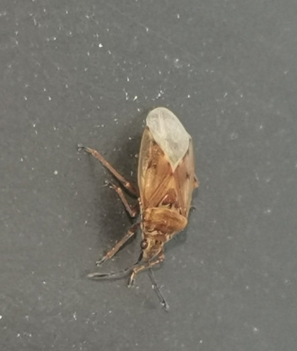 Birch Catkin Bug