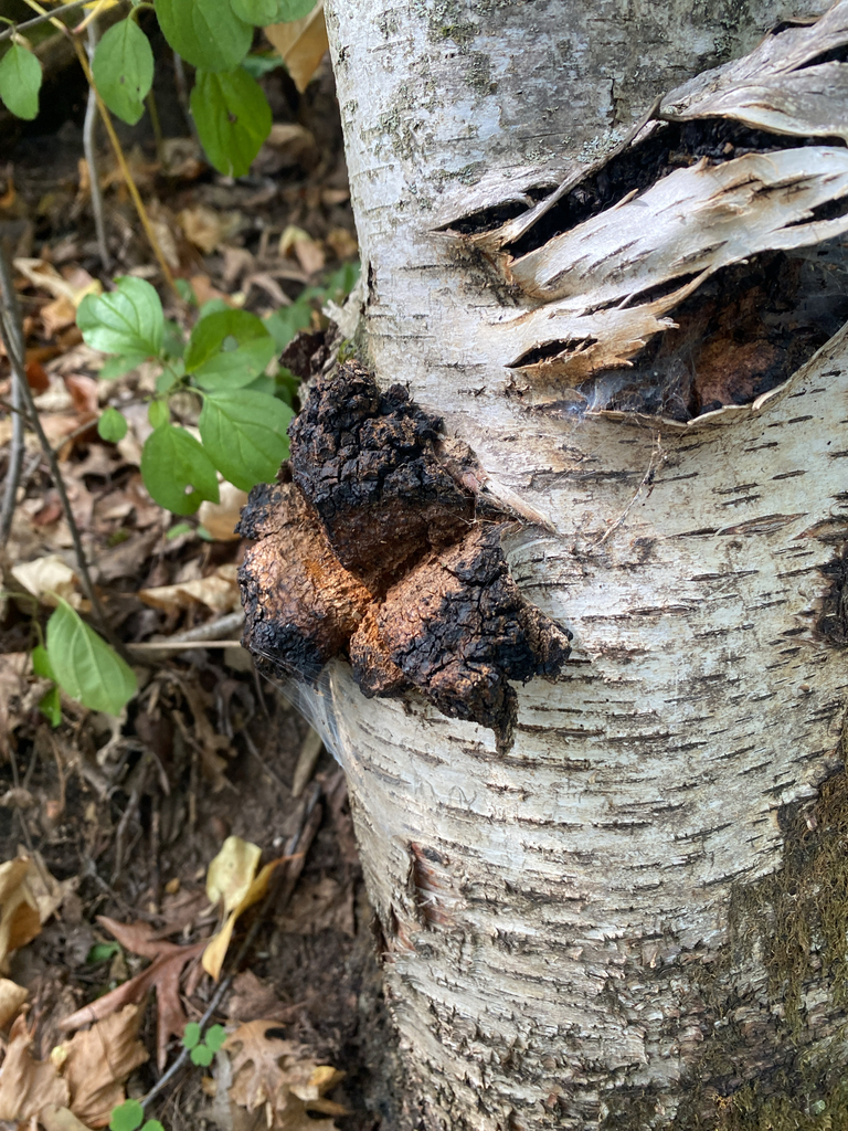 chaga · September 2026 · photo: Photo: (c) Alex, some rights reserved (CC BY) · iNaturalist