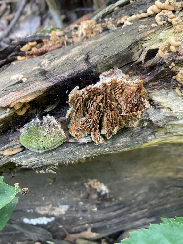 Gilled Polypore · September 2026 · photo: Photo: (c) Alex, some rights reserved (CC BY) · iNaturalist