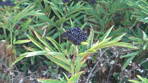 Dwarf Elder