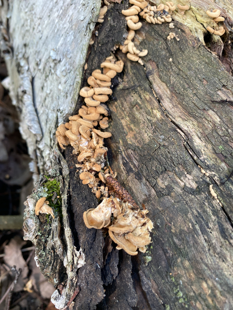 Luminescent Panellus · September 2026 · photo: Photo: (c) Alex, some rights reserved (CC BY) · iNaturalist