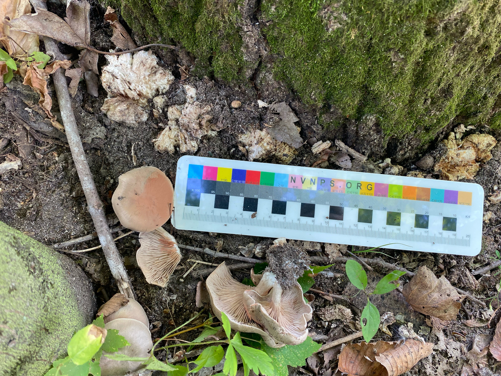 Aborted entoloma · September 2026 · photo: Photo: (c) Alex, some rights reserved (CC BY) · iNaturalist