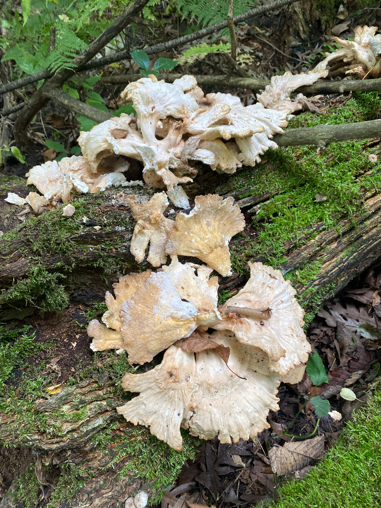 chicken of the woods · September 2026 · photo: Photo: (c) Alex, some rights reserved (CC BY) · iNaturalist