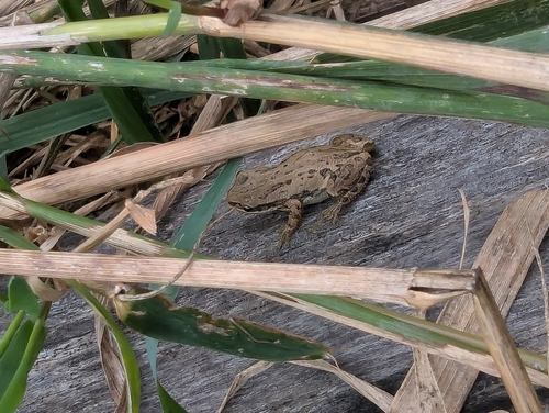 Boreal Chorus Frog