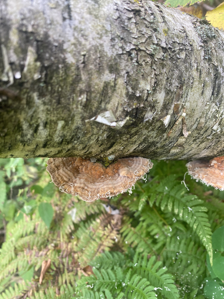 Gilled Polypore · September 2026 · photo: Photo: (c) Alex, some rights reserved (CC BY) · iNaturalist