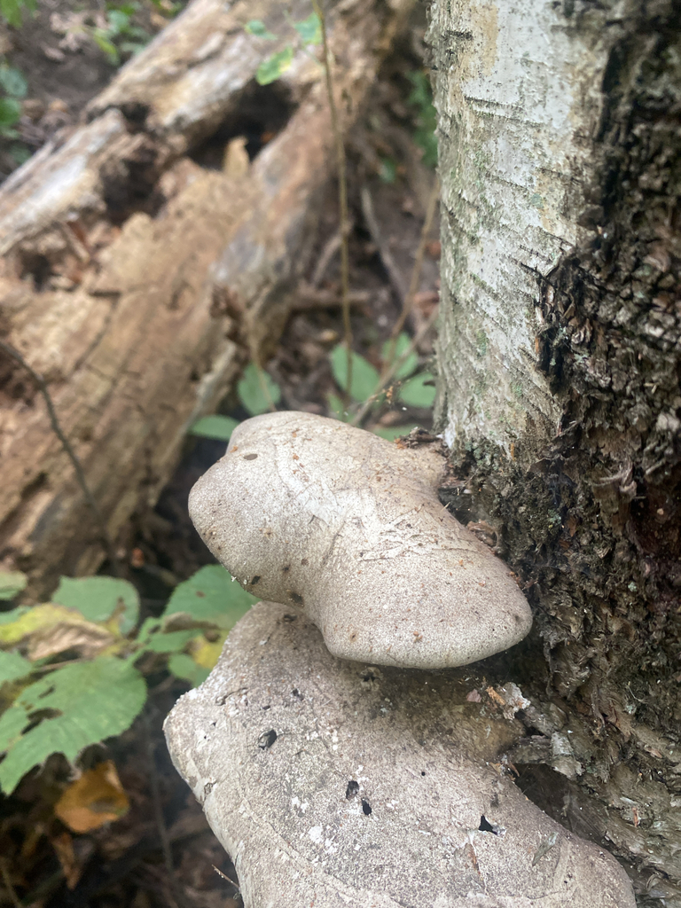 birch polypore · September 2026 · photo: Photo: (c) Alex, some rights reserved (CC BY) · iNaturalist