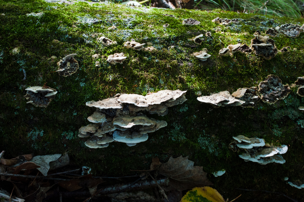 Smoky polypore · September 2026 · photo: Photo: (c) Alex, some rights reserved (CC BY) · iNaturalist