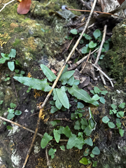 (c) Chris Stahl, some rights reserved (CC BY) Asplenium rhizophyllum, photograph (c) Chris Stahl, some rights reserved (CC BY)
