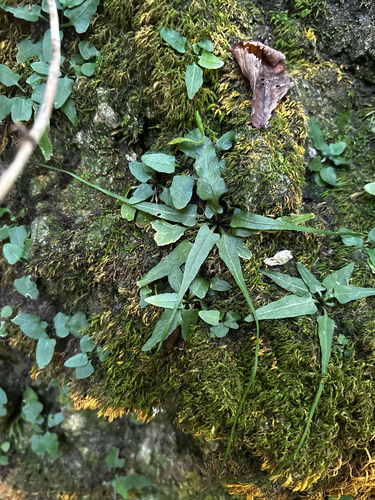 Asplenium rhizophyllum, photograph 3