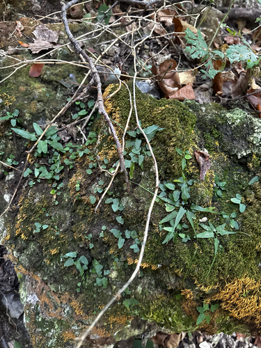 Asplenium rhizophyllum, photograph 4