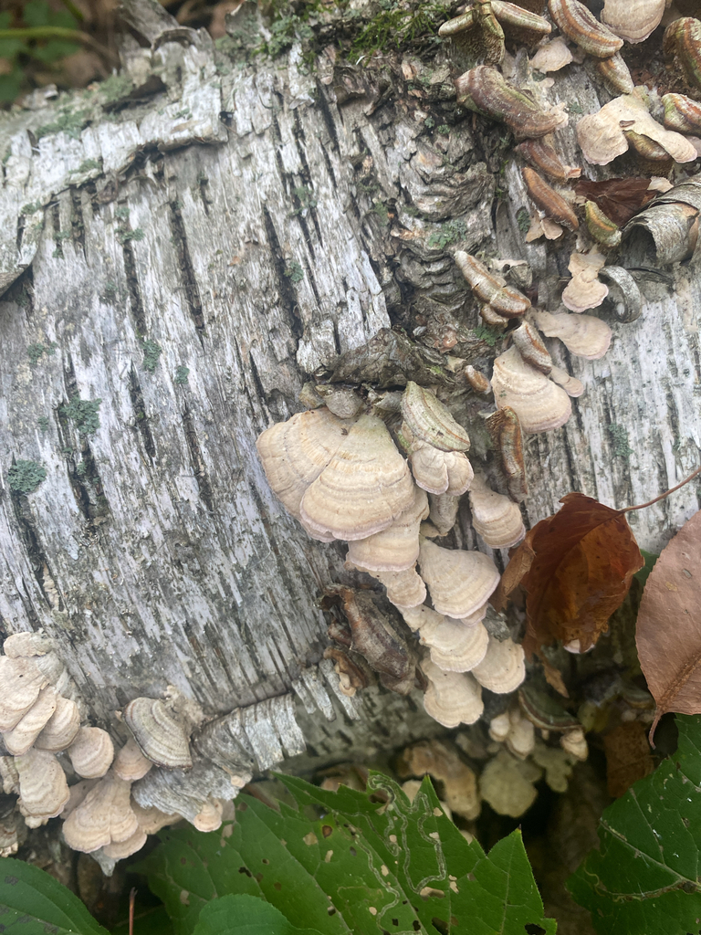violet-toothed polypore · September 2026 · photo: Photo: (c) Alex, some rights reserved (CC BY) · iNaturalist
