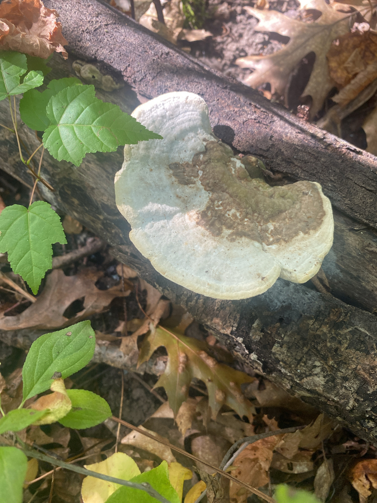 Lumpy Bracket · September 2026 · photo: Photo: (c) Alex, some rights reserved (CC BY) · iNaturalist