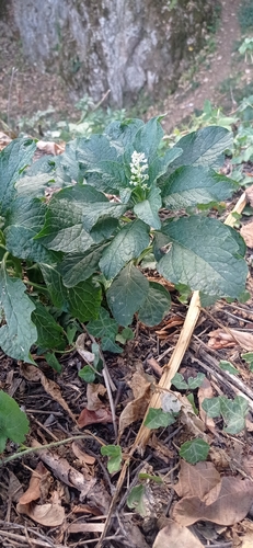 Indian Pokeweed