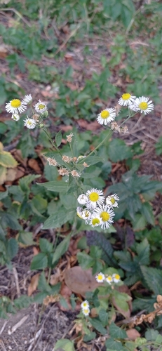 annual fleabane