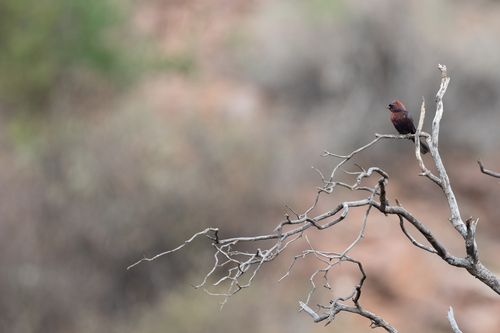 Varied Bunting