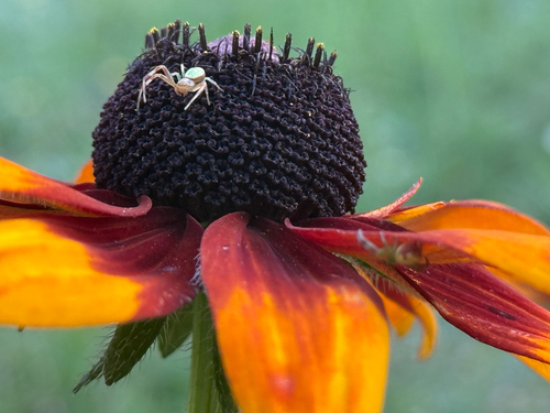 Triangle Crab Spider