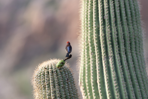 Varied Bunting