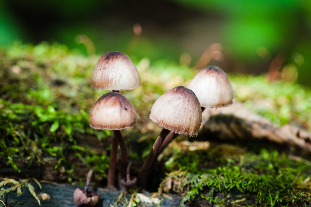 Bleeding Fairy Helmet · September 2026 · photo: Photo: (c) Alex, some rights reserved (CC BY) · iNaturalist
