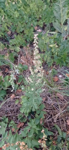 common mugwort