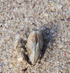 Katelysia rhytiphora