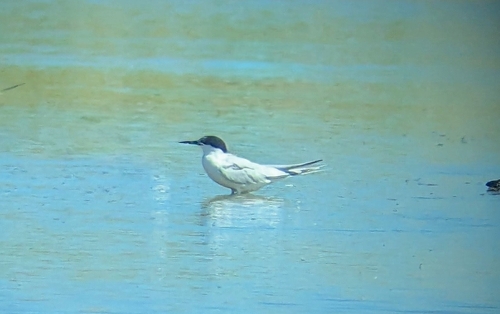 iNaturalist image