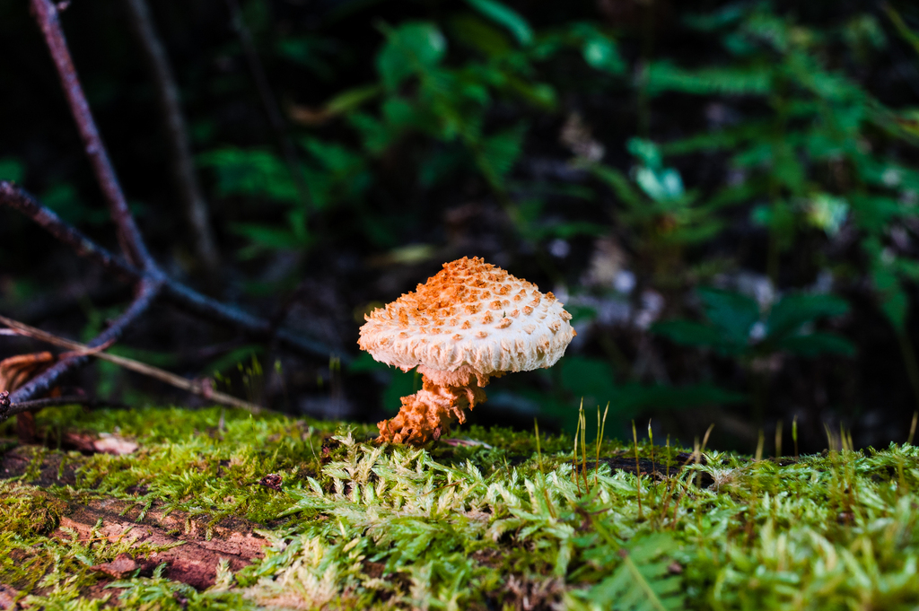 Sharp-scaly Pholiota · September 2026 · photo: Photo: (c) Alex, some rights reserved (CC BY) · iNaturalist