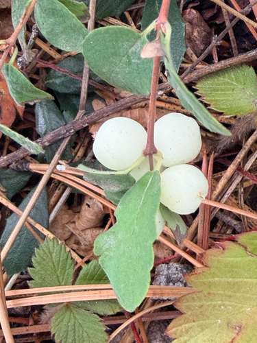 Symphoricarpos mollis, photograph 3