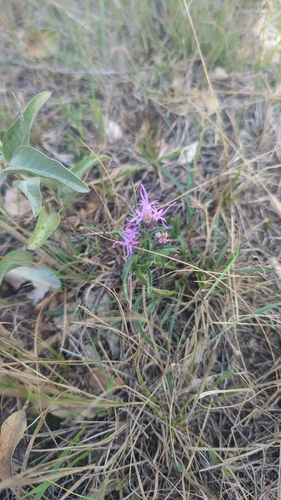 dotted gayfeather