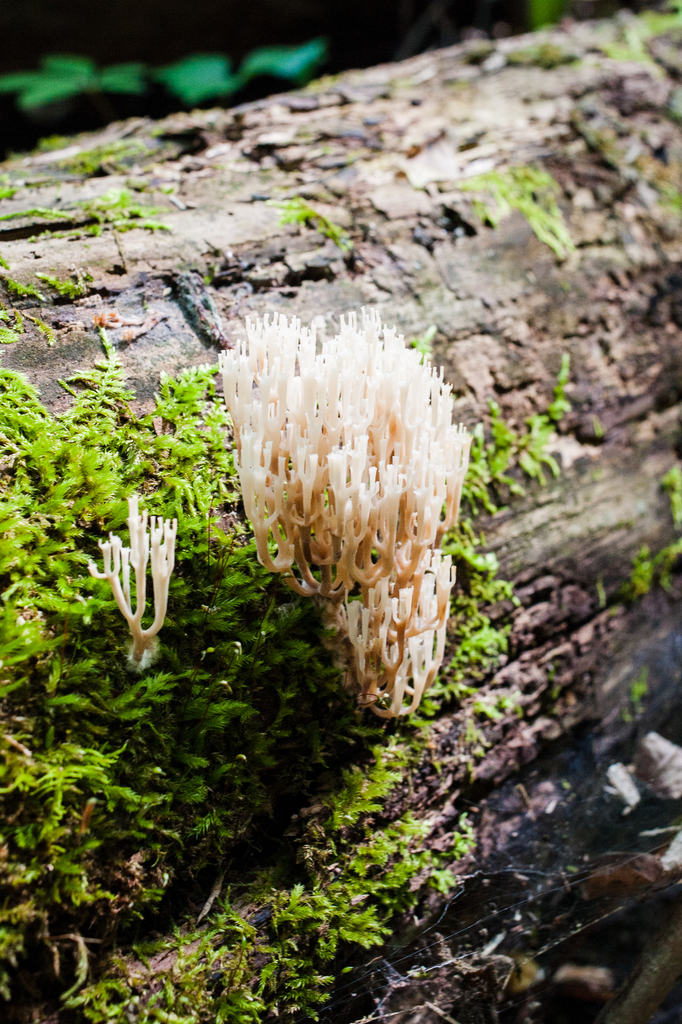 crown-tipped coral fungus · September 2026 · photo: Photo: (c) Alex, some rights reserved (CC BY) · iNaturalist