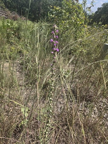 rough blazing star