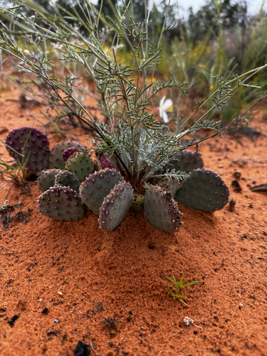 Opuntia aurea, photograph 4
