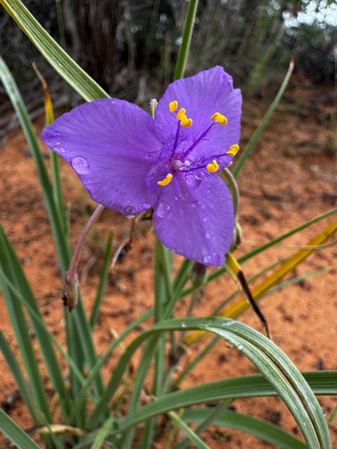Tradescantia occidentalis, photograph 3