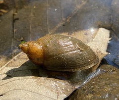 Lymnaea
